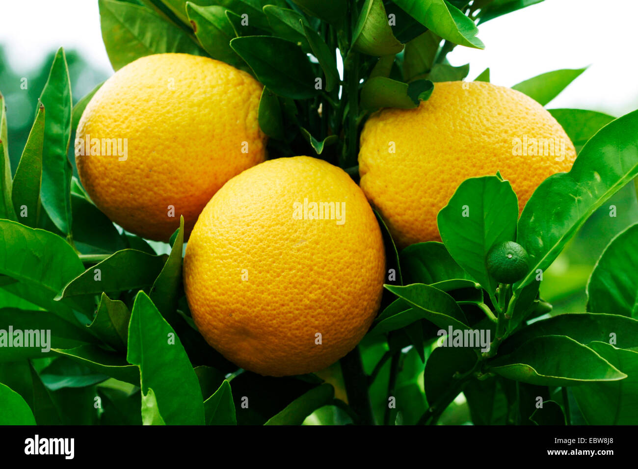 Orangenbaum (Citrus Sinensis), Orangen auf einem Orangenbaum, Spanien Stockfoto