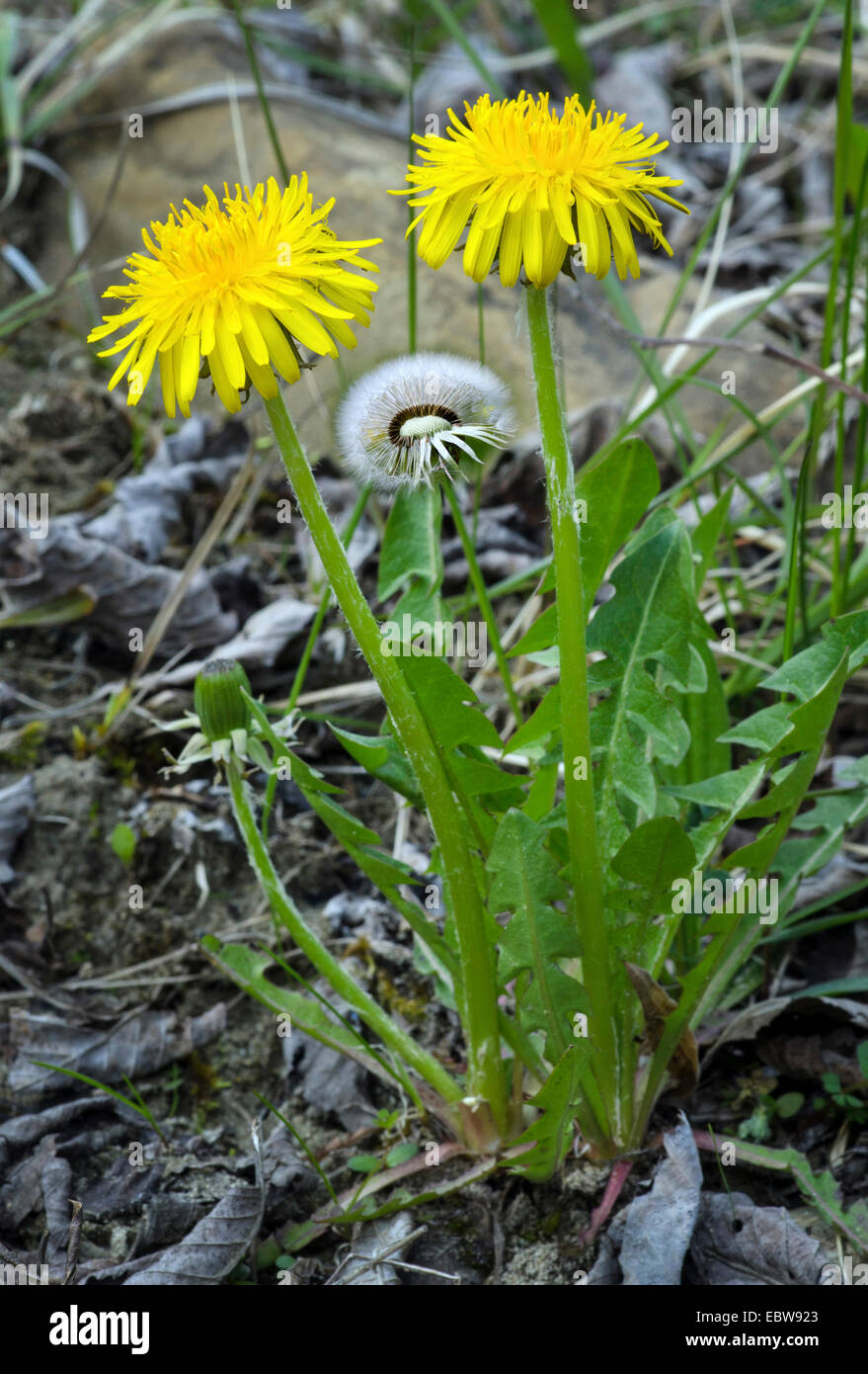 gemeinsamen Löwenzahn (Taraxacum Officinale), blühen Löwenzahn, Deutschland, Bayern Stockfoto