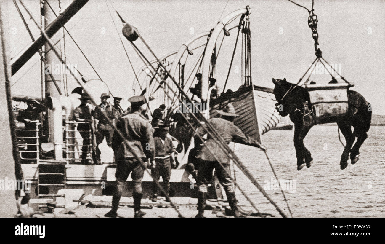 Landung-Pferde und Truppen in Gallipoli im ersten Weltkrieg. Stockfoto