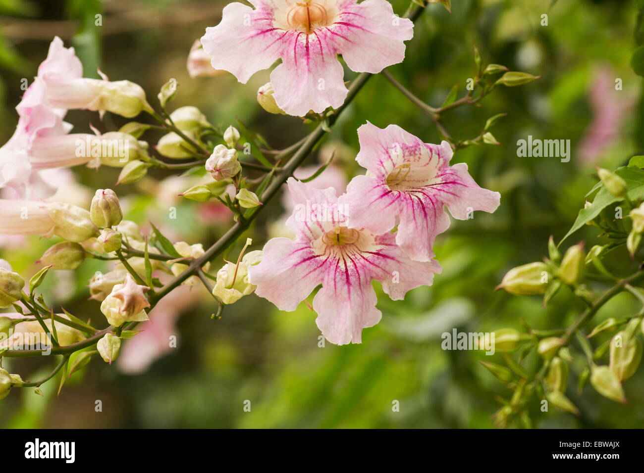 Pink Trumpet Vine (Podranea Ricasoliana) in voller Blüte Stockfoto