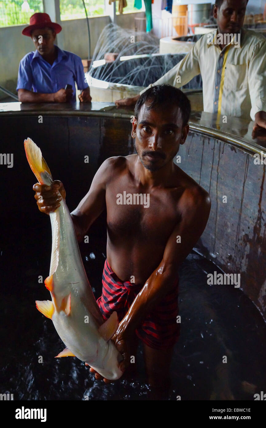 ein Dorfbewohner zeigt einen Fisch aus einem Aquarium, Fischzucht, Bangladesch Stockfoto