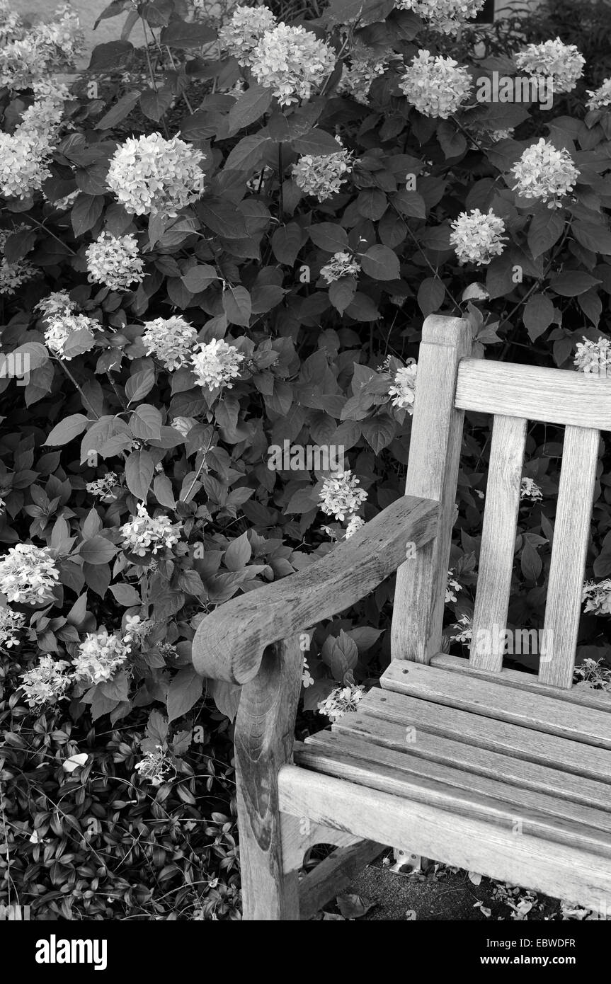 Schwarz / weiß Bild eine hölzerne Parkbank neben Hydrangea blüht Stockfoto