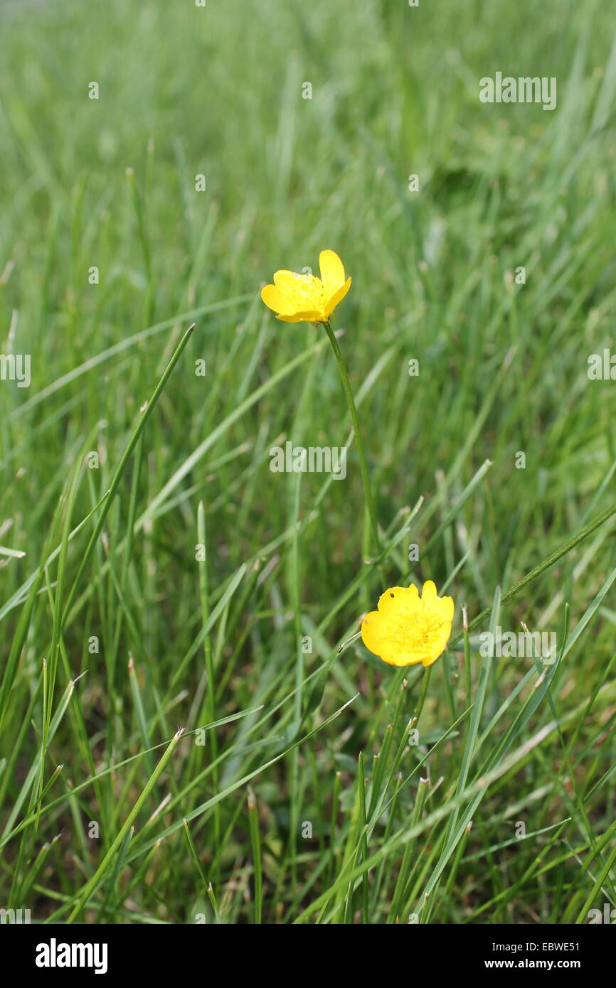 Gelbe Blumen im Rasen Stockfotografie Alamy