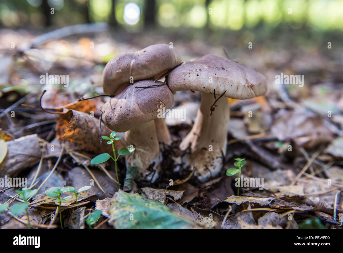 Pilze in der Sperrzone von Tschernobyl, Ukraine Stockfoto