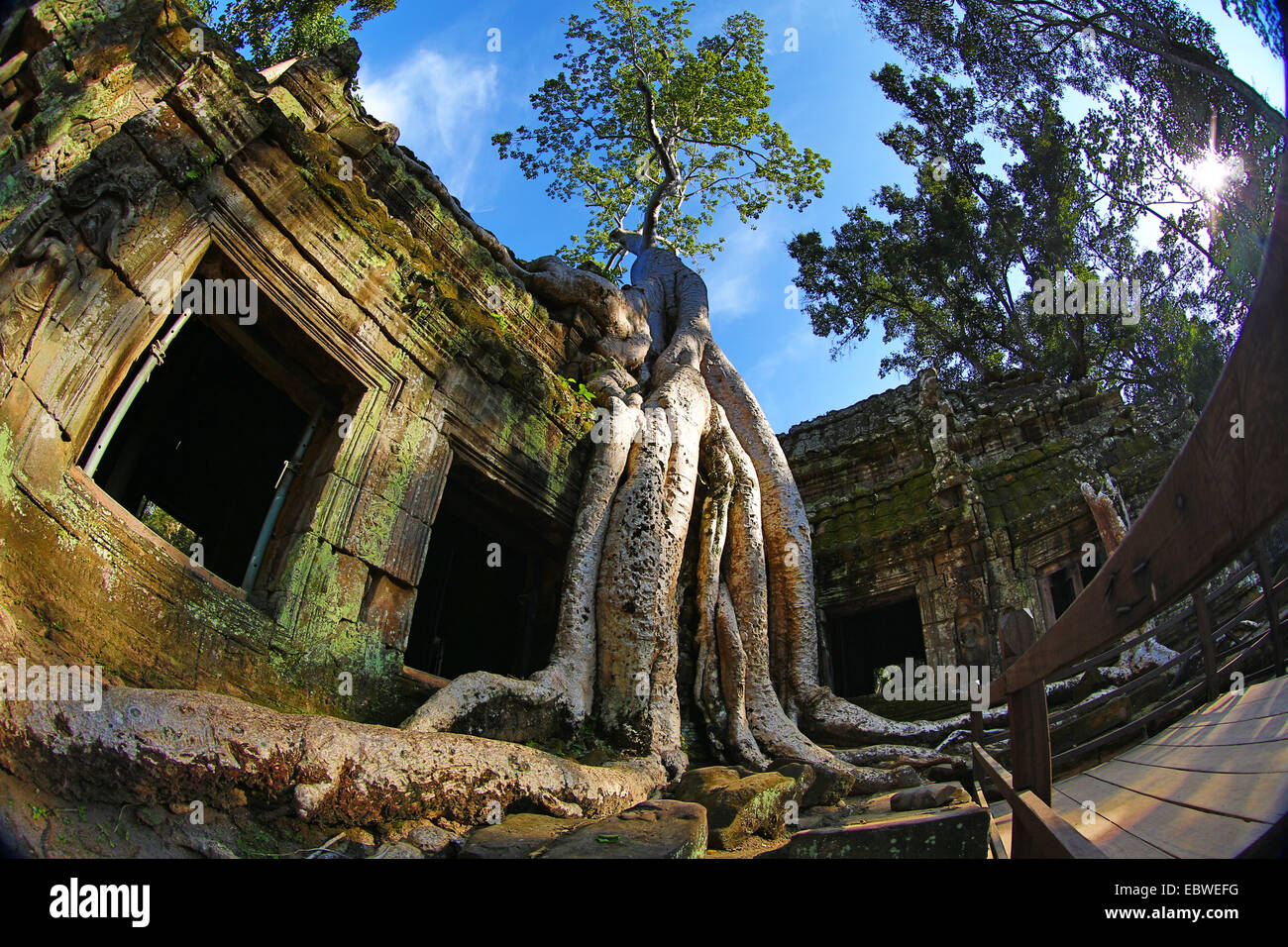 Riesige Baumwurzeln auf Ta Phrom, Khmer-Tempel in Siem Reap, Angkor, Kambodscha. Stockfoto