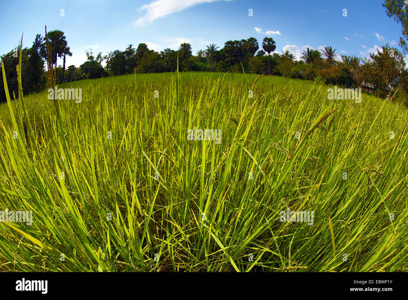 Grüne Felder und Reisfelder in der Nähe von Angkor, Siem Reap, Kambodscha. Stockfoto