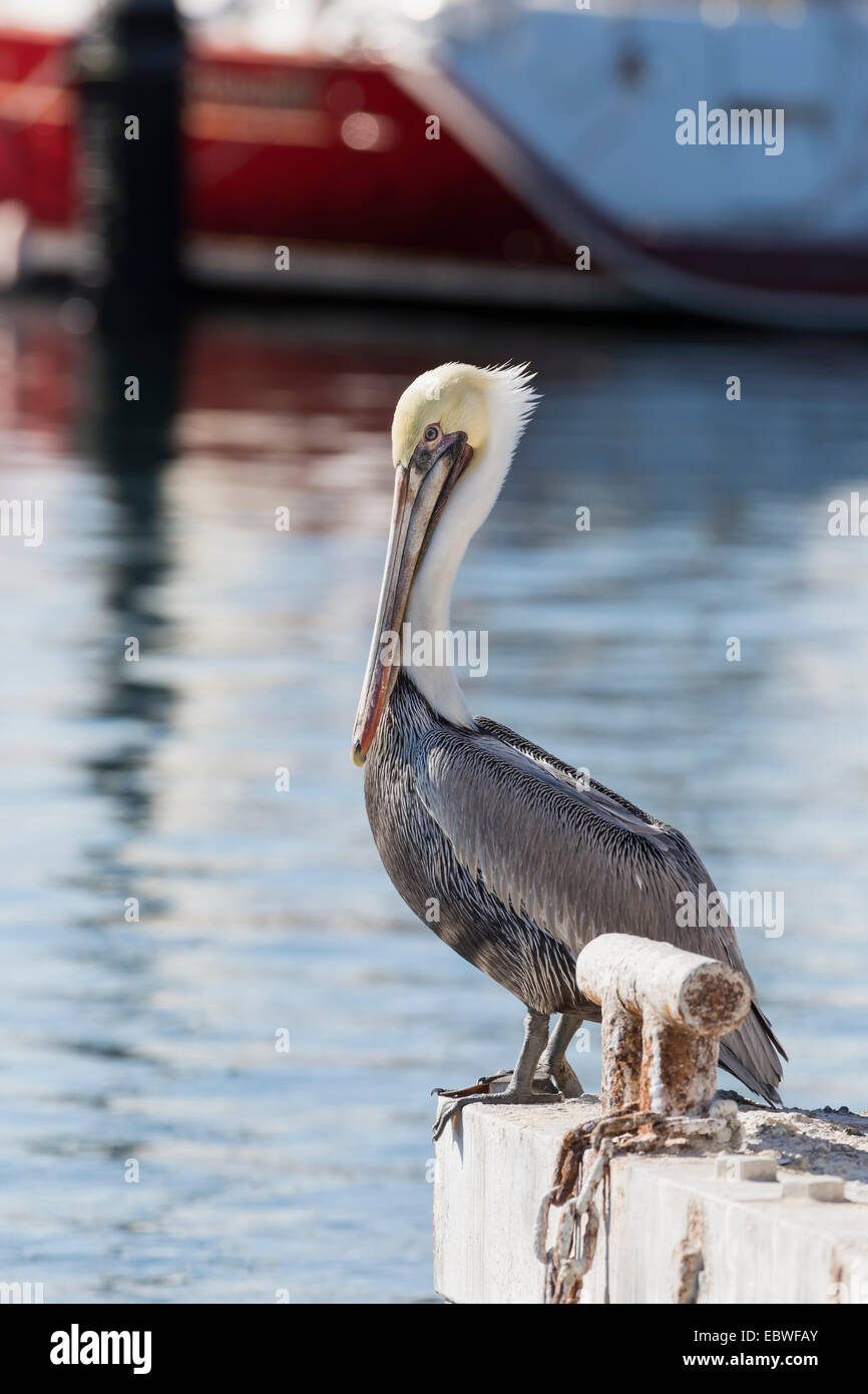 Pelikan am Hafen Stockfoto