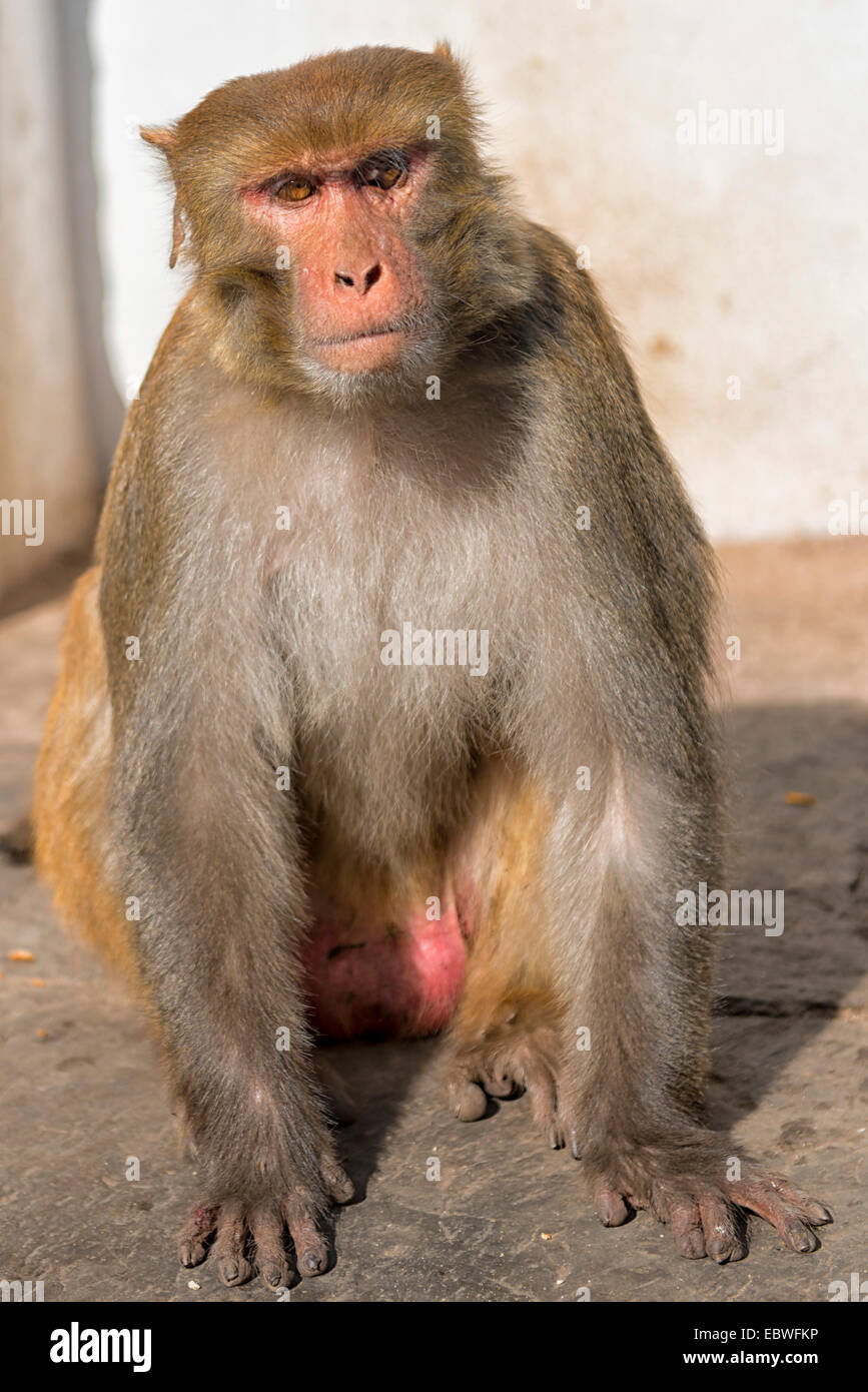 Affe im Tempel in Kathmandu, Nepal Stockfoto