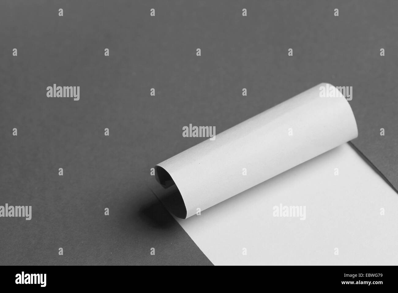 Eingerollte geschnittenen Stück Papier weiß textfreiraum auf grauem Hintergrund öffnen Stockfoto