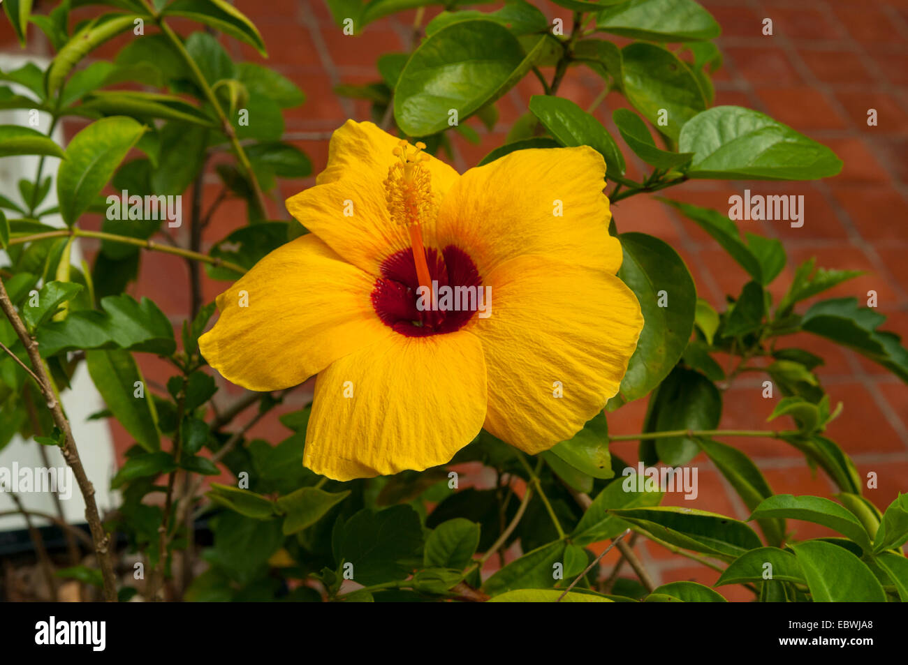 Hibiscus RosaSinensis Aureus, gelbe Hibiskus in Luang Prabang, Laos