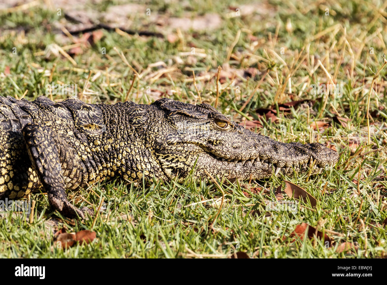 Porträt von einem Nil-Krokodil Crocodylus Niloticus, Chobe Nationalpark in Botswana Stockfoto