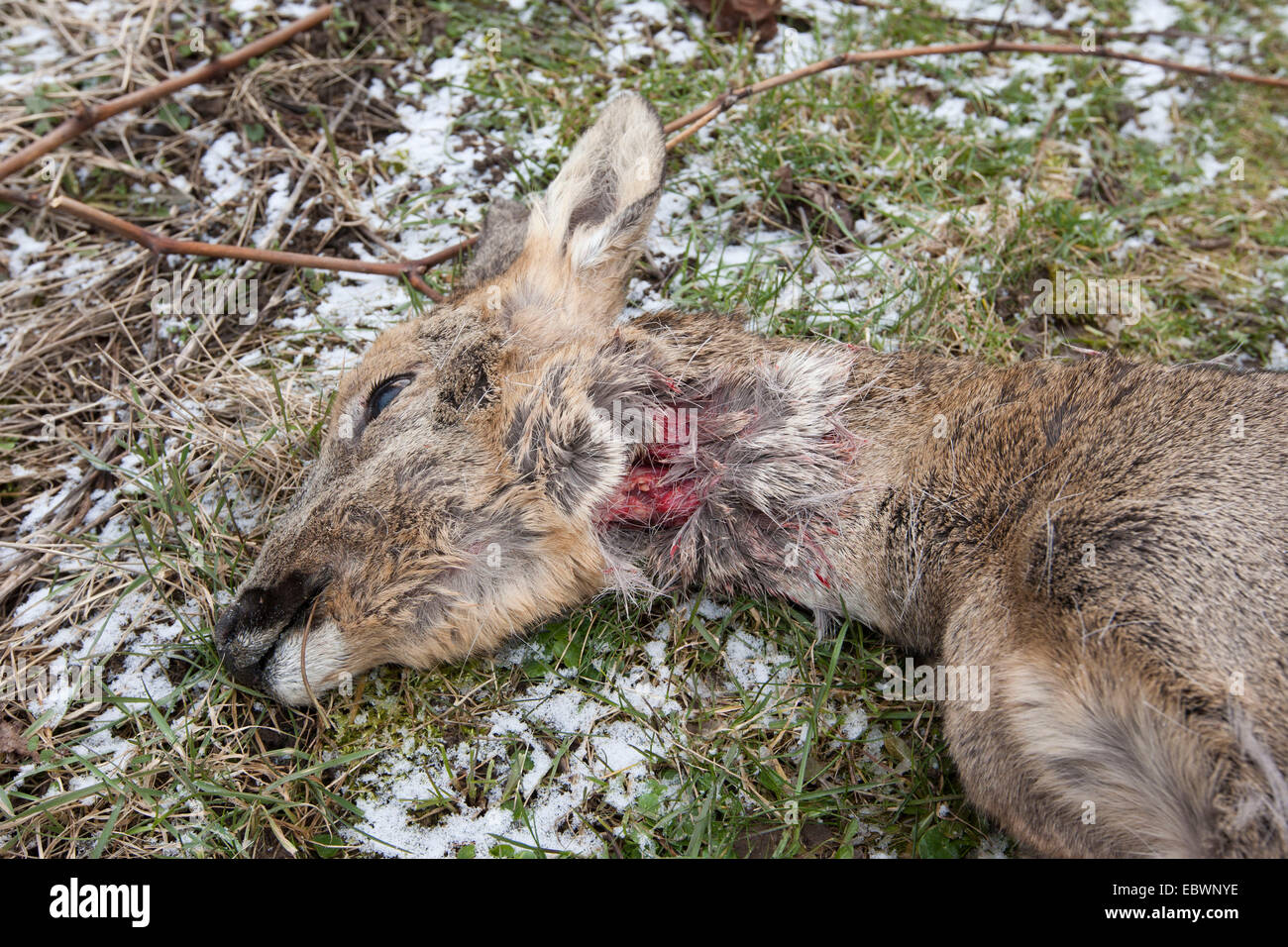 Reh (Capreolus Capreolus) getötet von einem Hund, Schriesheim, Baden-Württemberg, Deutschland Stockfoto