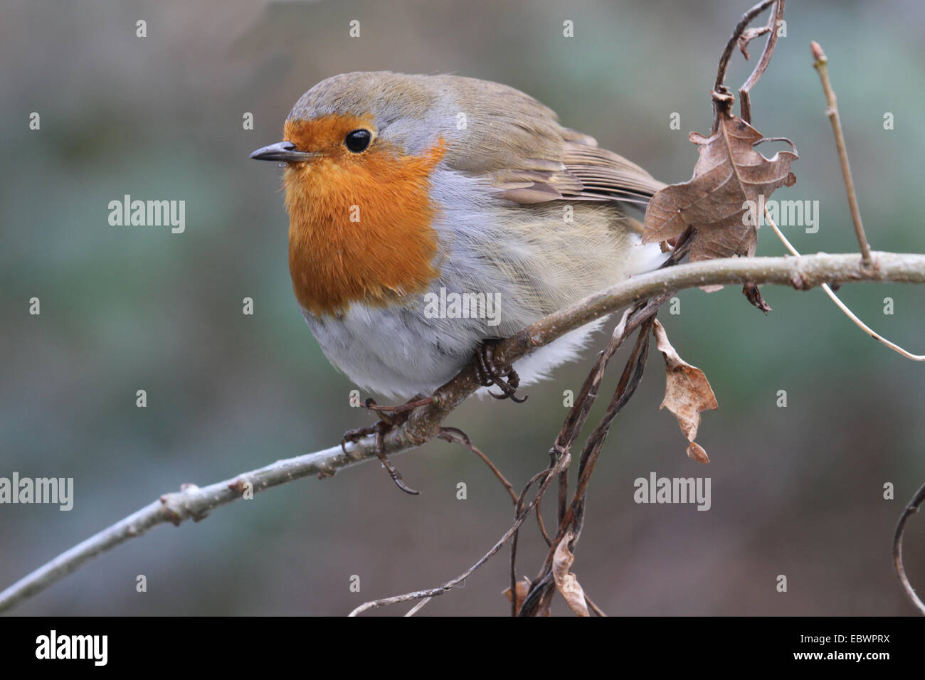 Winter-Robin UK Stockfoto