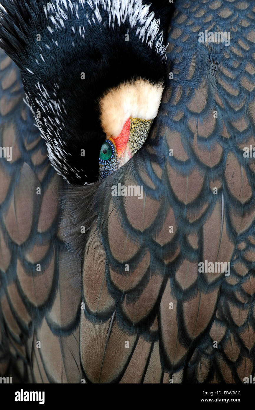 Großer Kormoran oder Black Kormoran (Phalacrocorax Carbo), Stuttgart, Baden-Württemberg, Deutschland Stockfoto