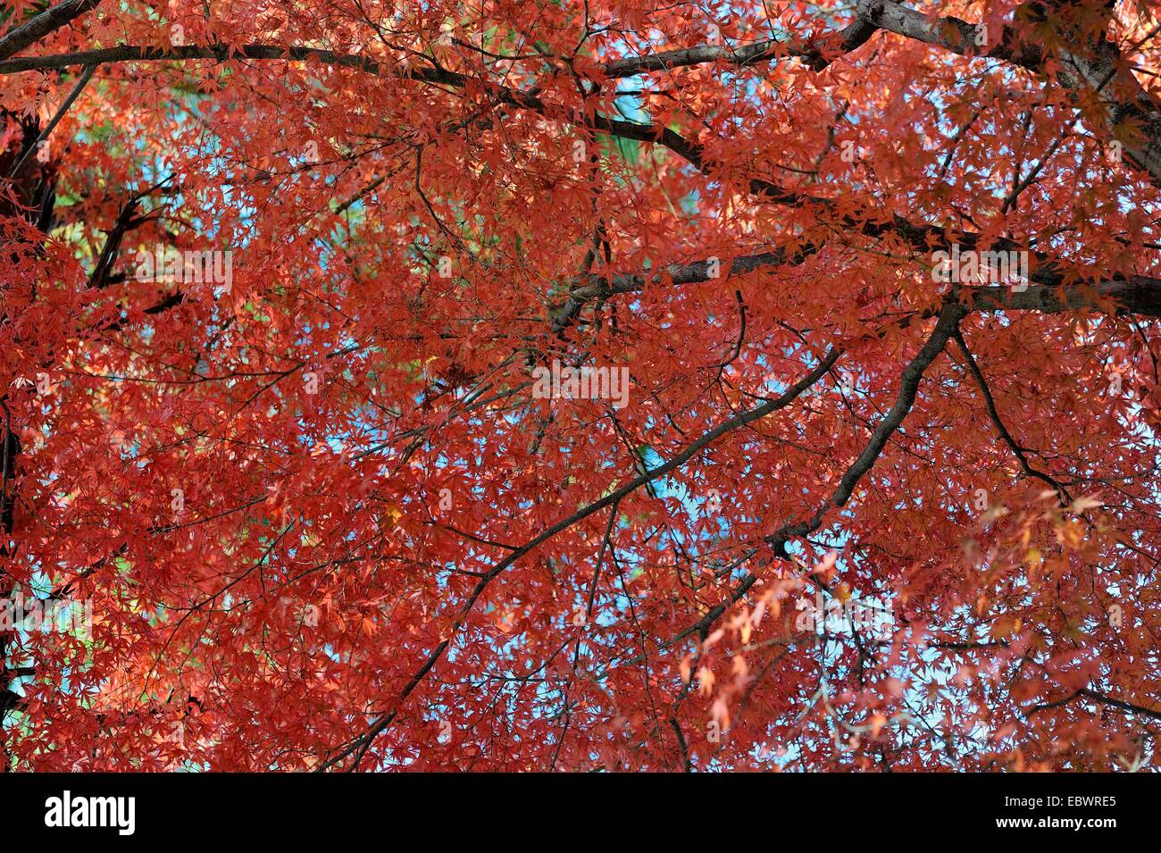 Japanischer Ahorn (Acer Palmatum) mit rotem Laub im Herbst, Kyoto, Kinki Region, Japan Stockfoto