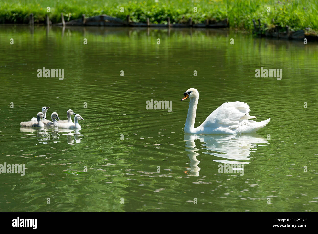 Mute Swan (Cygnus Olor) mit Jungtauben, zentralen Kanal, Schleißheim Schlossanlage, Oberschleißheim, Bayern, Oberbayern Stockfoto