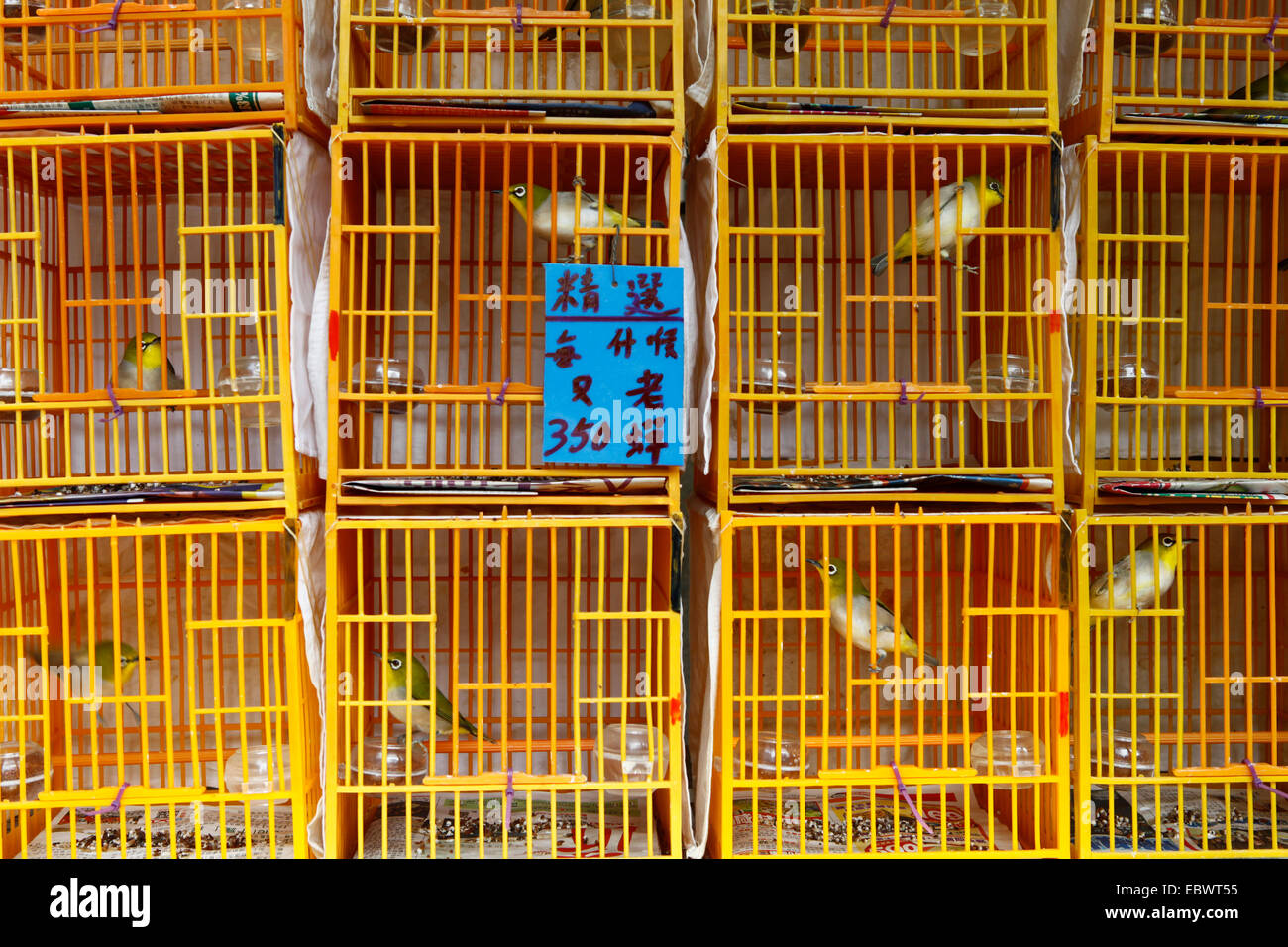 Exotische Singvögel in Käfigen auf den Vogelmarkt von Hong Kong, Hong Kong, Hong Kong, China, Volksrepublik China Stockfoto