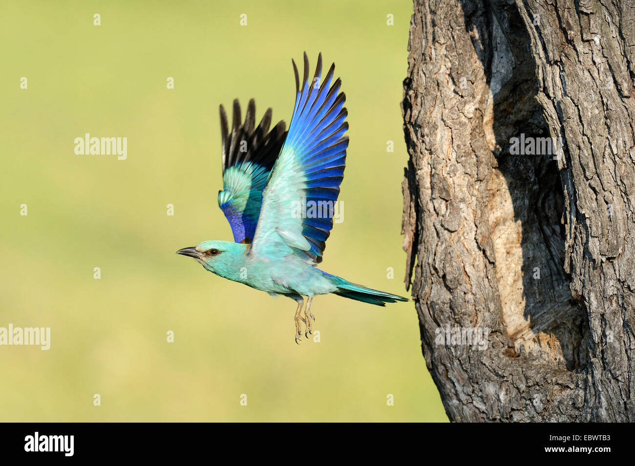 Blauracke (Coracias Garrulus), flogen aus dem Verschachtelung Loch in einen alten Apfelbaum, Bulgarien Stockfoto