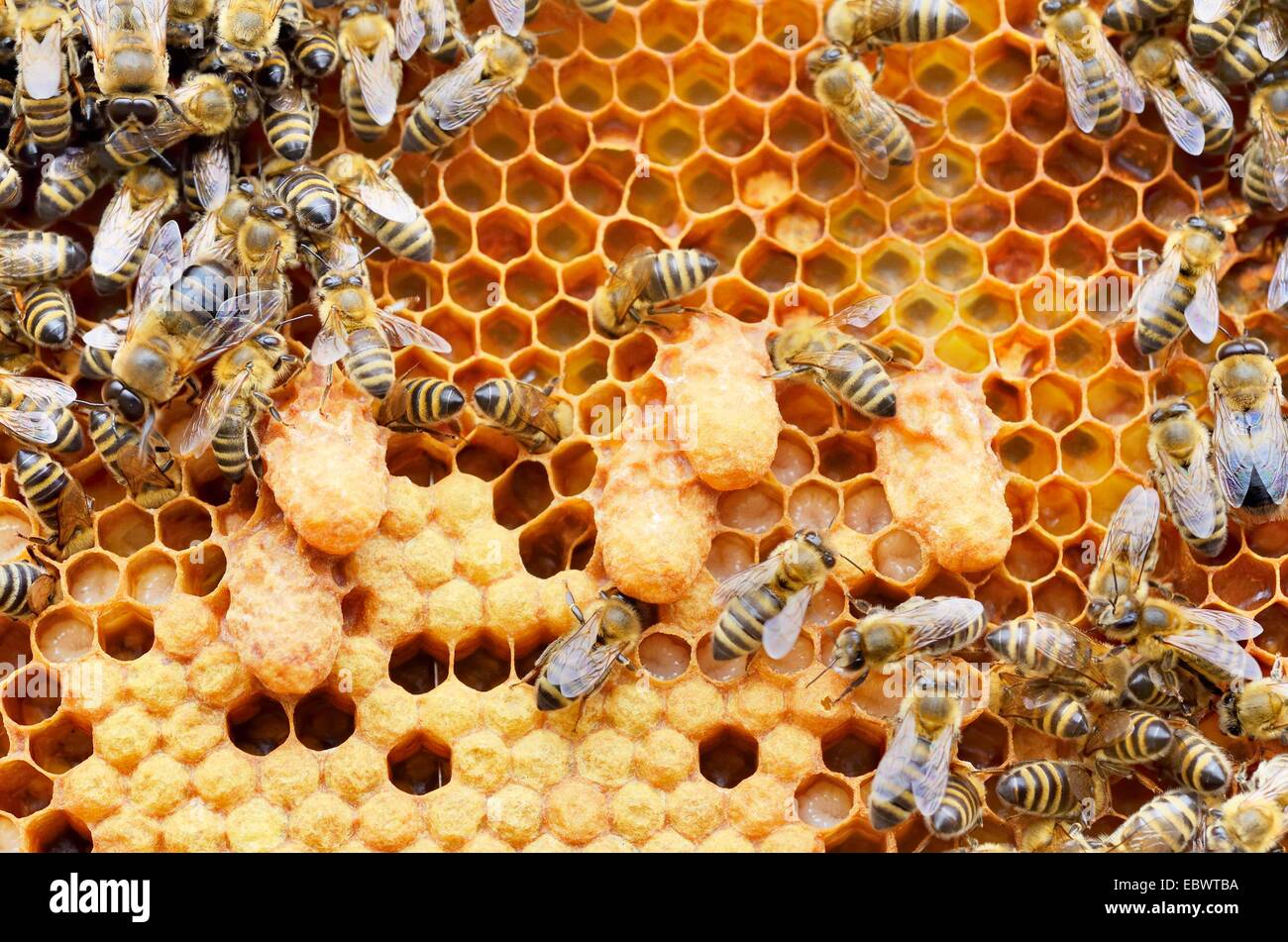 Brüten Kamm der Honigbienen (Apis Mellifera, Var Nica), Königin Zellen umgeben von Arbeiter-Bienen und Drohnen, Bayern, Deutschland Stockfoto