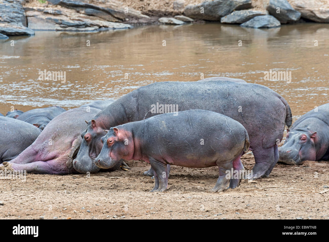 Flusspferde (Hippopotamus Amphibius) mit jungen, Mara River, Masai Mara National Reserve, Kenia, Ostafrika Stockfoto