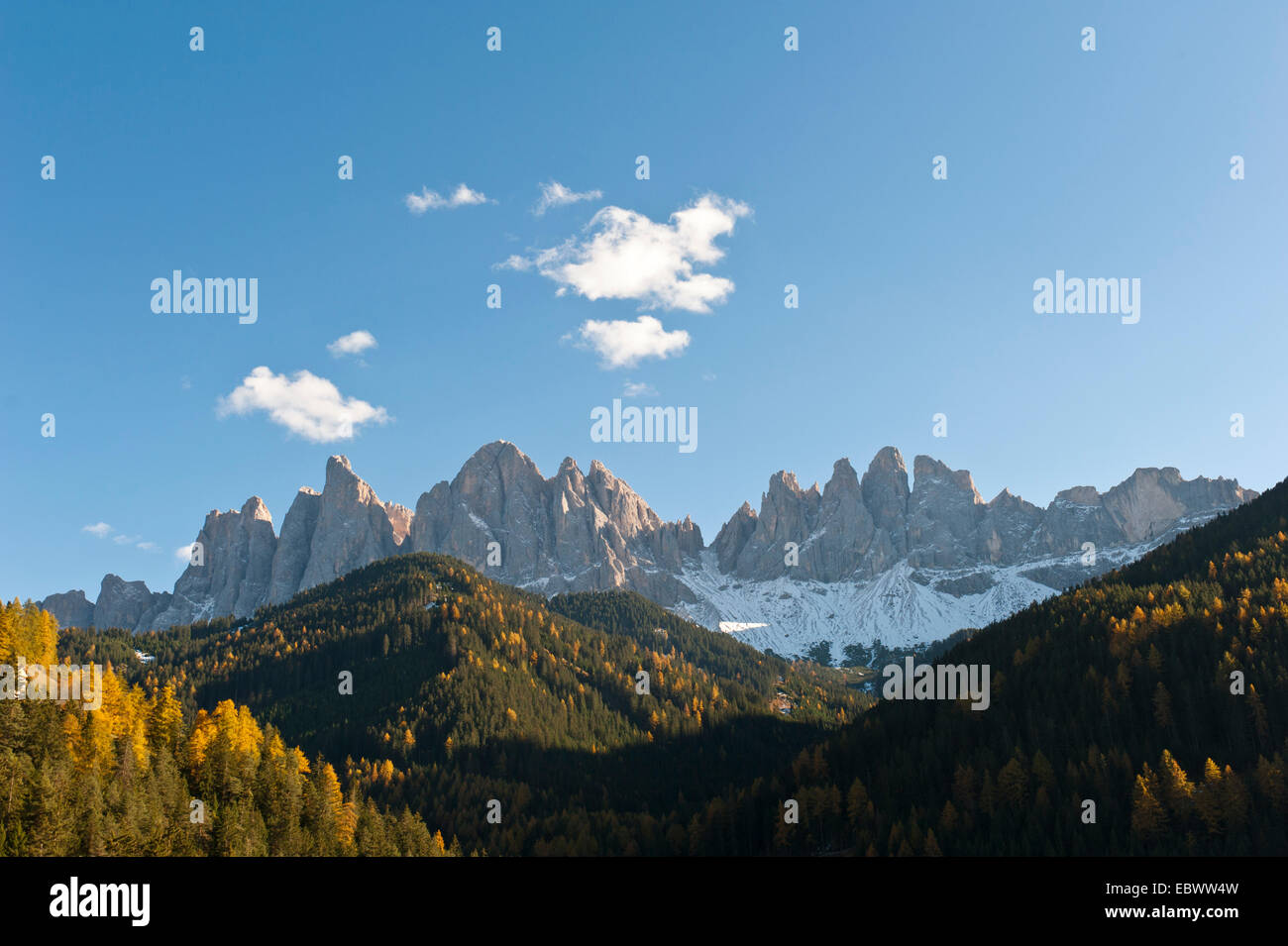 Bergwald im Herbst, Geisler, Geisler Gruppe, Naturpark Puez, Dolomiten, Südtirol, Alpen, Funes, Villnößtal Stockfoto