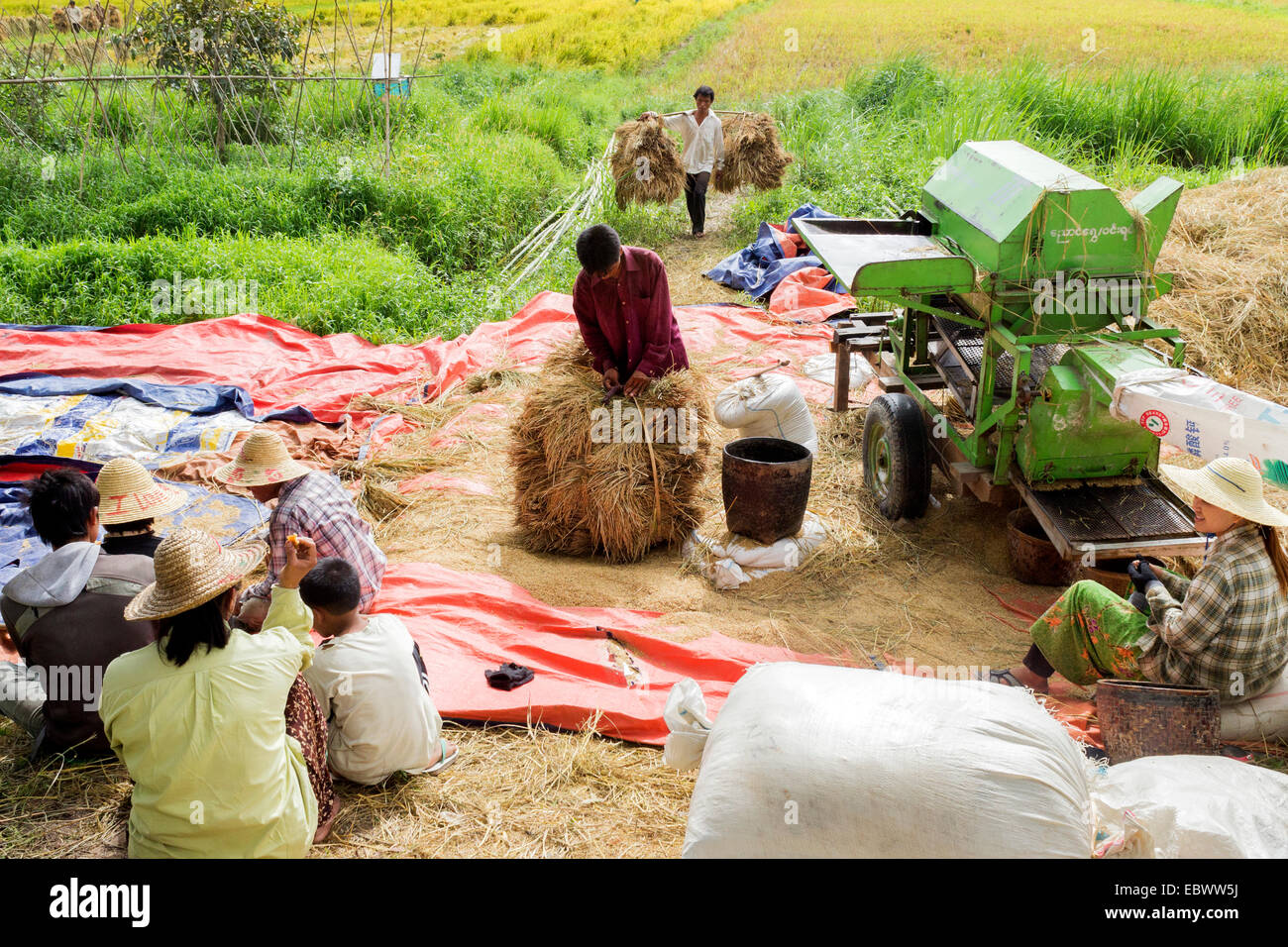 Arbeiter machen Sie eine Pause bei der Reisernte in Birma Stockfoto