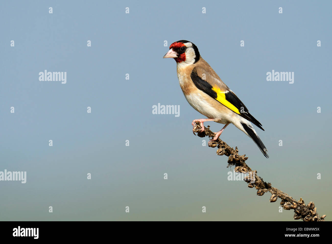 Stieglitz (Zuchtjahr Zuchtjahr) thront auf einem Ast, Rhodopen, Bulgarien Stockfoto