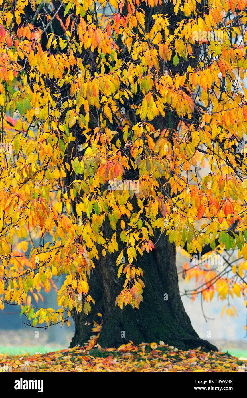Wildkirsche, süße Kirsche, Gean, Mazzard (Prunus Avium), Kirsche Baum im Herbst, Deutschland Stockfoto