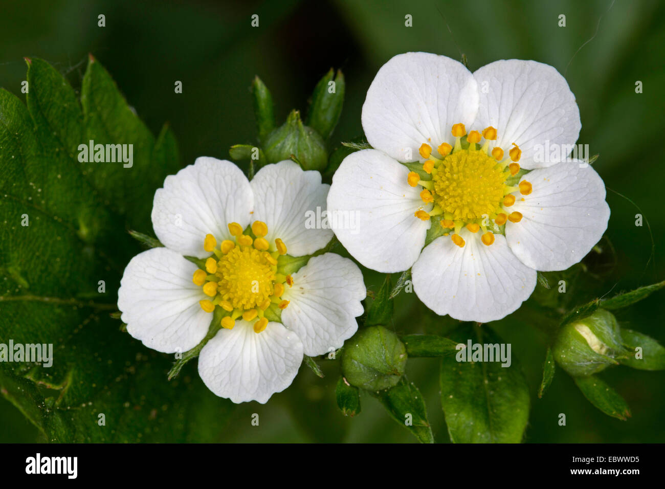Blume, Deutschland, Bayern, Wald-Erdbeere (Fragaria Vesca), Wald-Erdbeere, Erdbeere Stockfoto