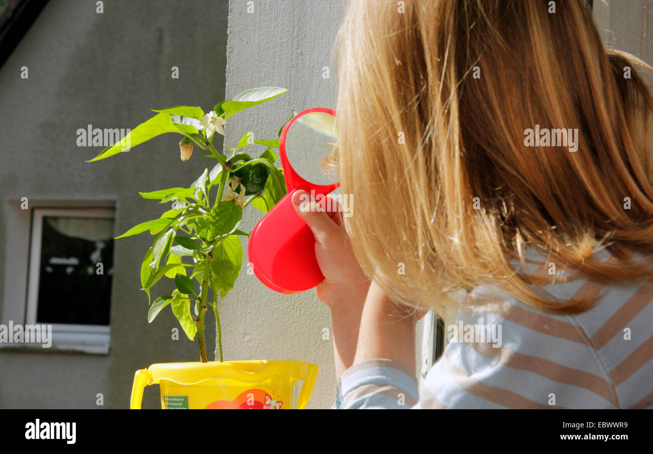 Chili-Pfeffer, Paprika (Capsicum Annuum), Naturbeobachtung, die in der Stadt, Kind betrachten einer Pfefferpflanze durch eine Lupe, Deutschland Stockfoto