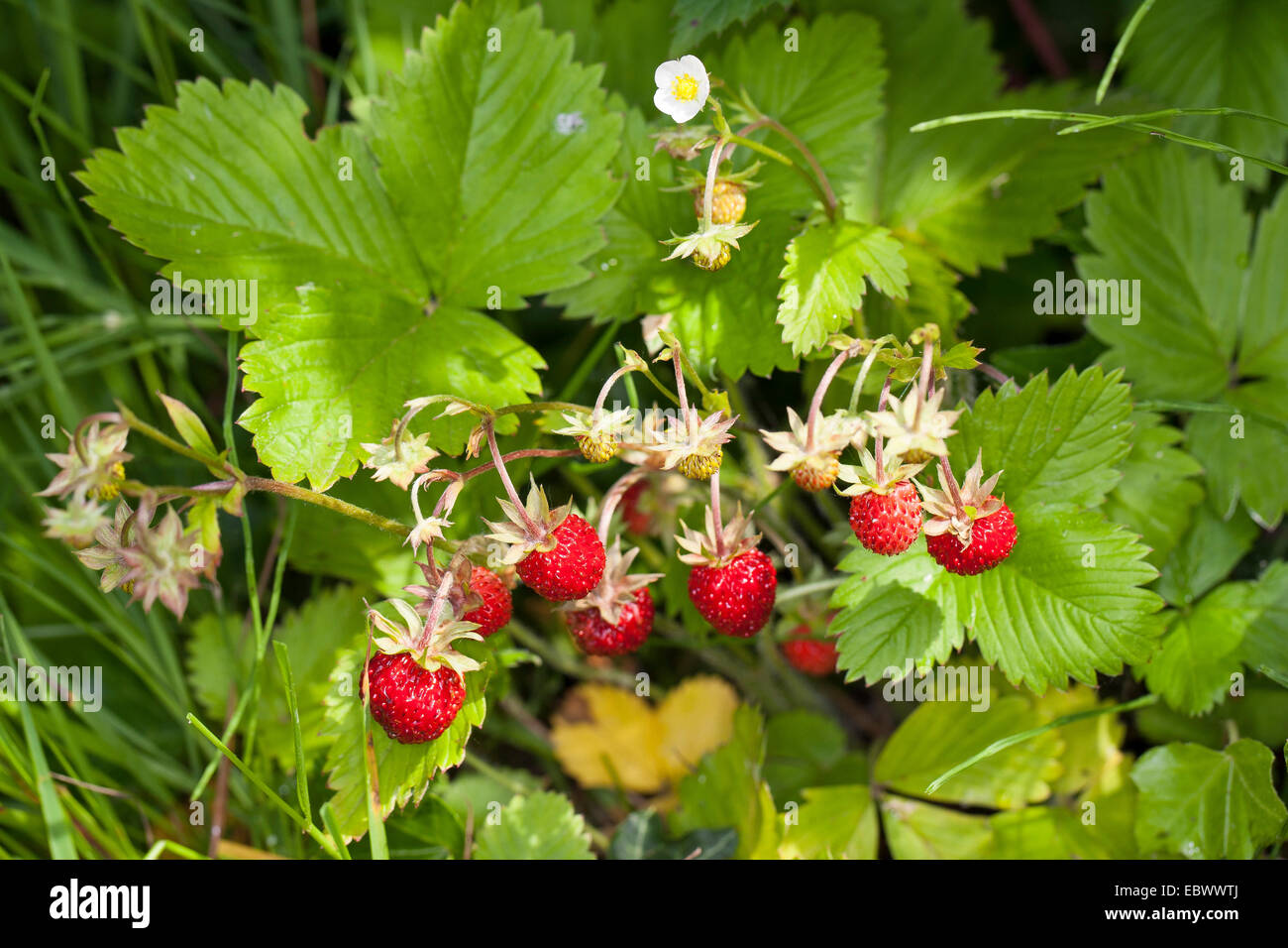 Wilde Erdbeeren, Wald-Erdbeere, Wald-Erdbeere (Fragaria Vesca), mit Blumen und reifen Früchten, Deutschland Stockfoto