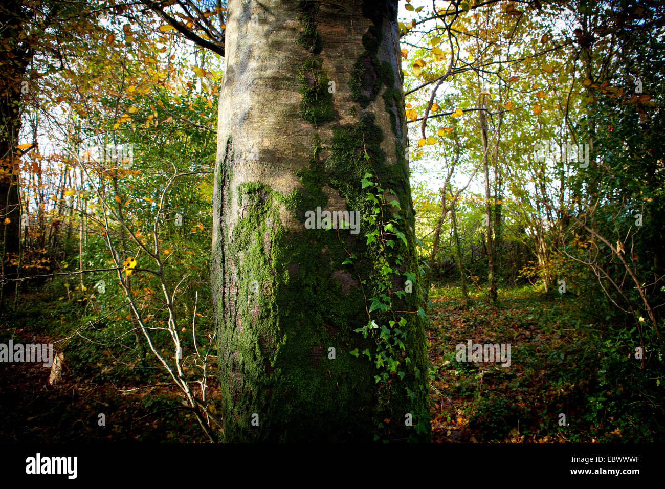 Nahaufnahme der Baumstamm mit Wald im Hintergrund Stockfoto