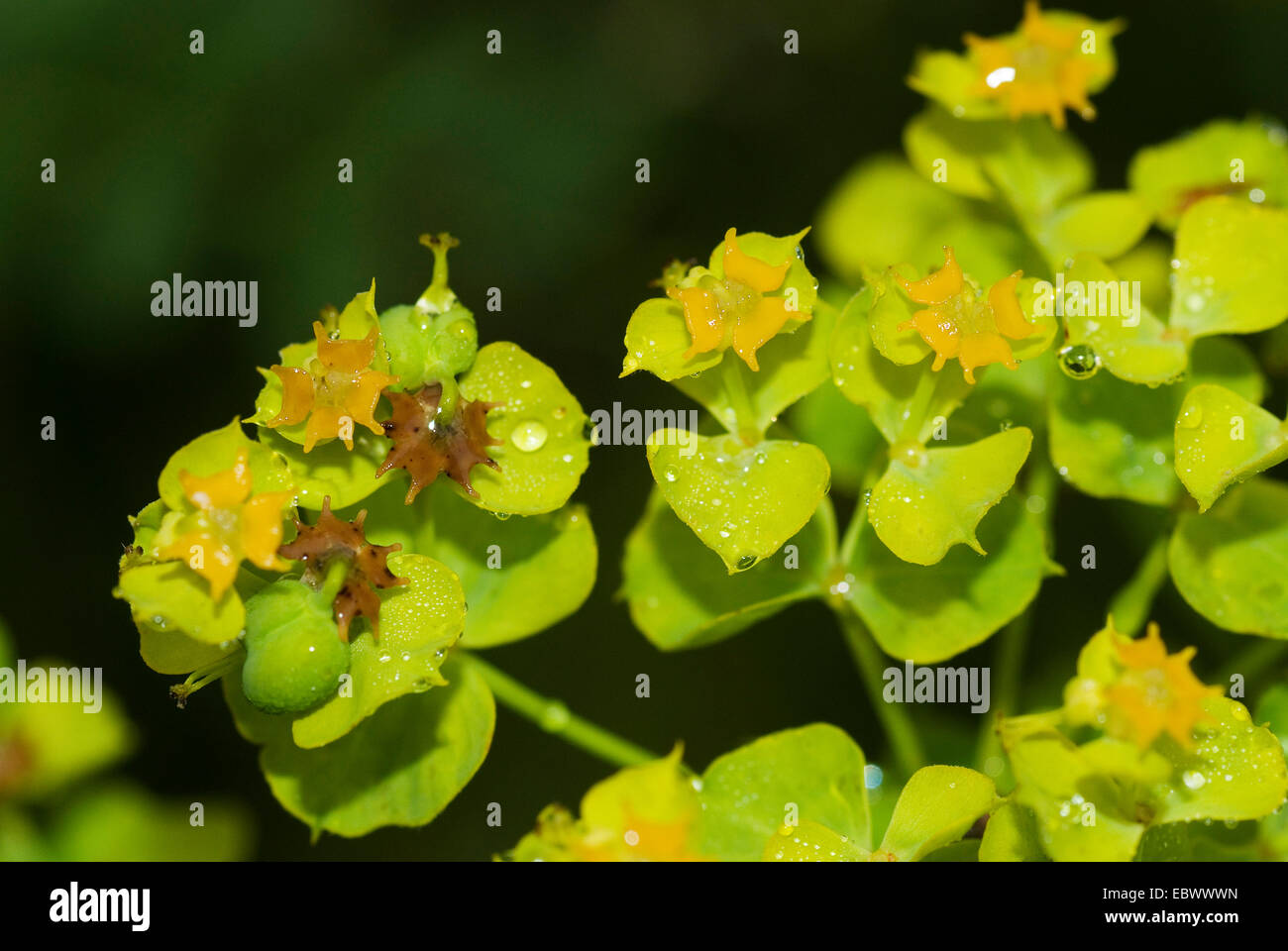 Grünen Wolfsmilch (Euphorbia Esula), Blütenstände, Deutschland Stockfoto