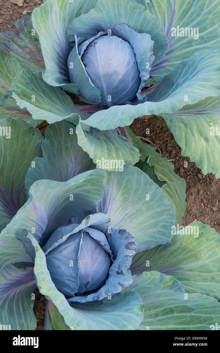 Lilakraut, roten Kraut, blaue Kraut (Brassica Oleracea var. Capitata F. Rubra), Rotkohl, Rotkohl in einem Garten, Deutschland Stockfoto