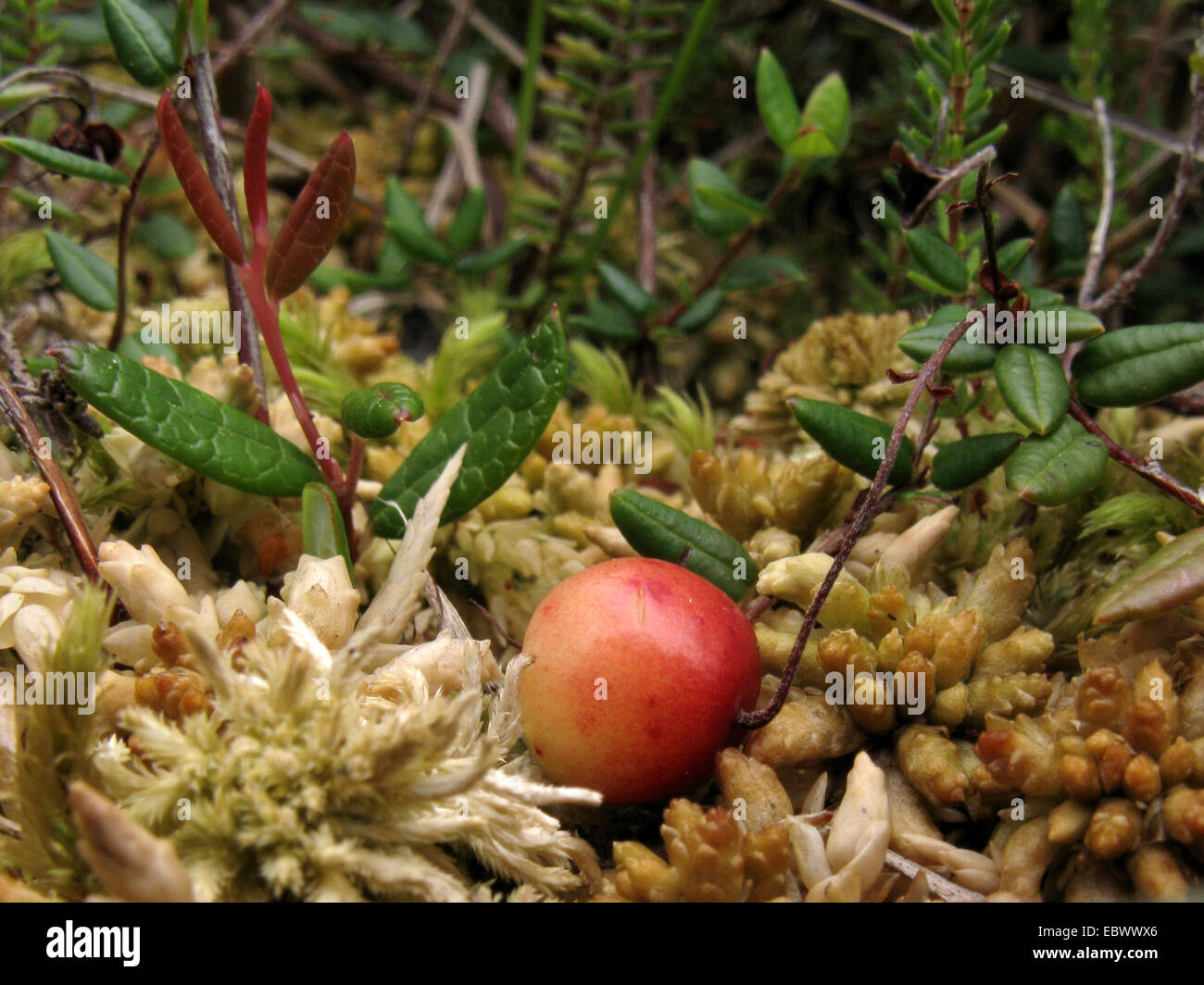 Wild-Preiselbeeren, Moor Cranberry, kleine Moosbeere, Sumpf Moosbeere (Vaccinium Oxycoccos, Oxycoccus Palustris), fruchttragenden Zweig liegen auf Torfmoos, Deutschland, Niedersachsen Stockfoto