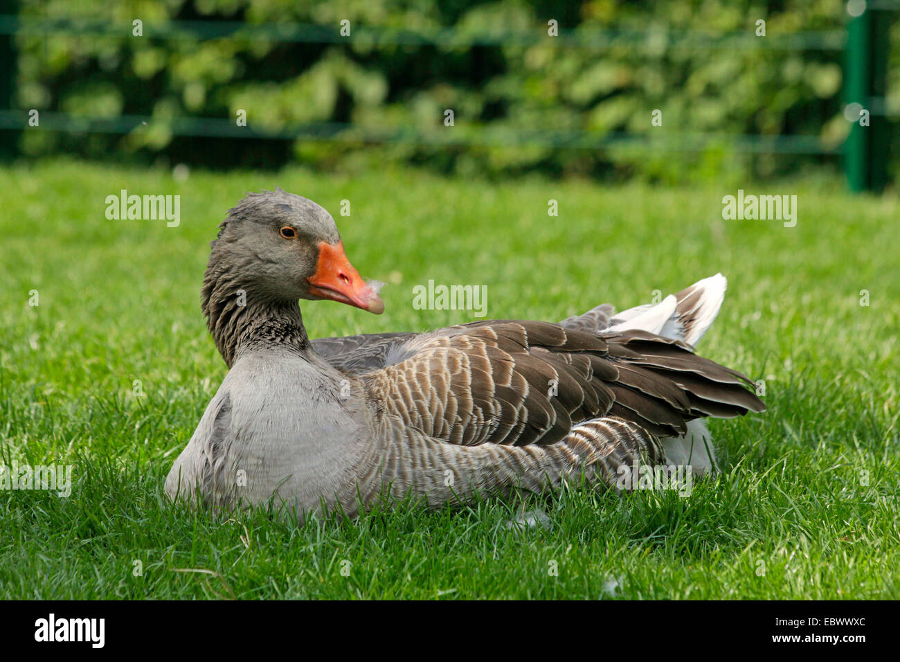 Pommersche Gans, Ruegener Gans (Anser Anser F. Domestica), ruht auf einer Wiese, Deutschland Stockfoto