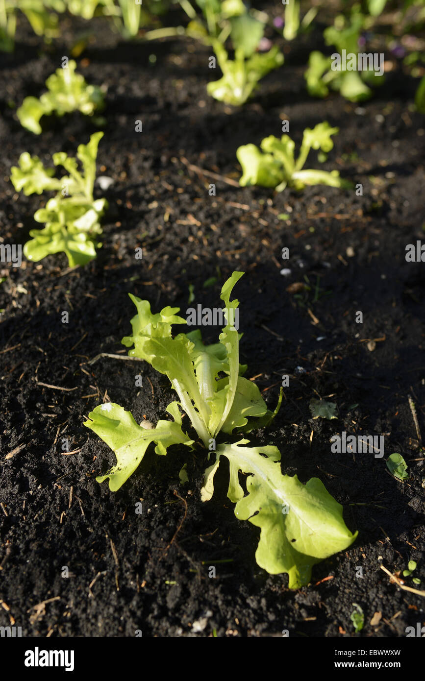 Garten Salat (Lactuca Sativa), Kopfsalat Pflanzen wachsen in einem Garten im Frühsommer, Deutschland Stockfoto