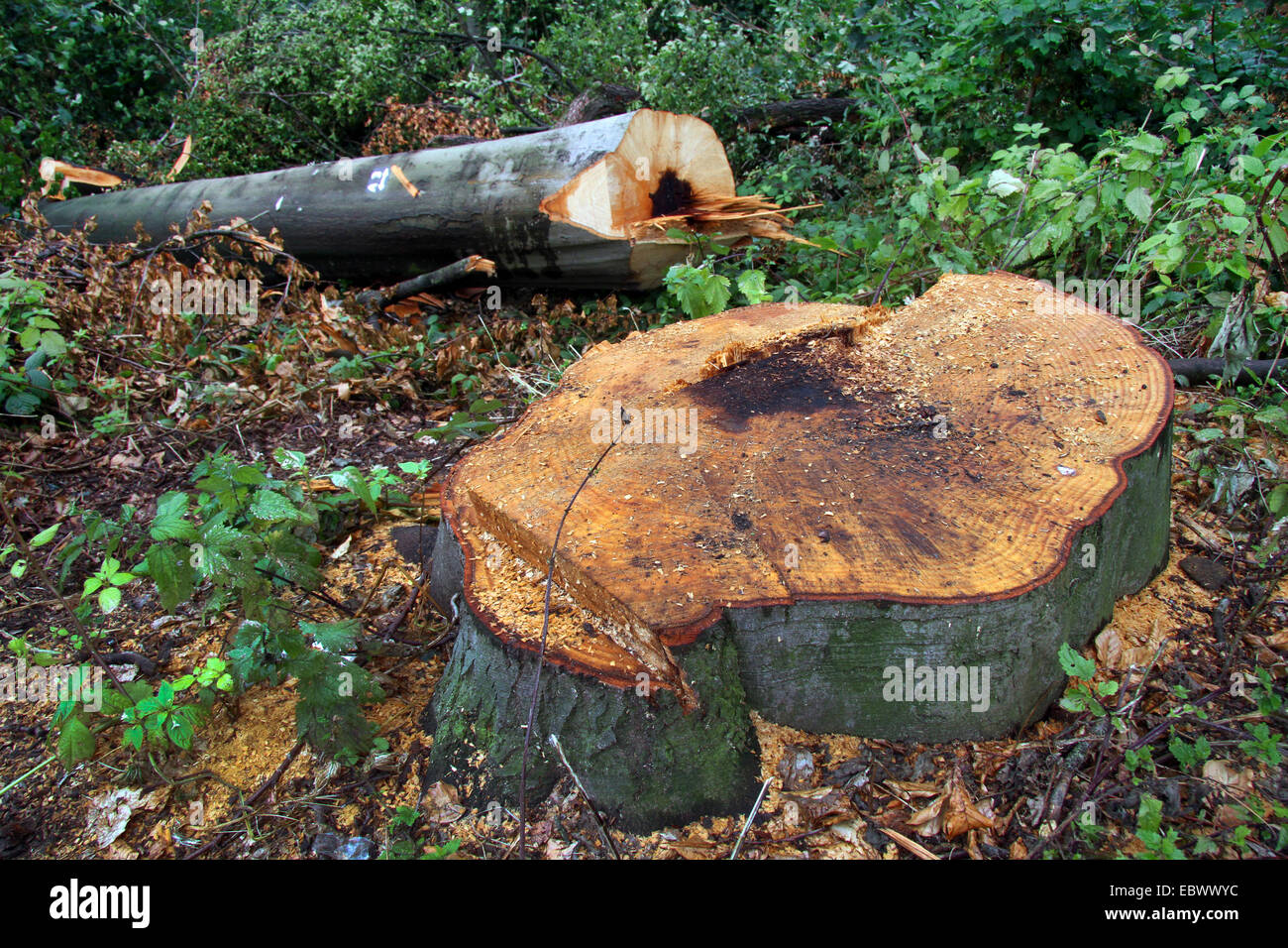 gemeinsamen Buche (Fagus Sylvatica), gefällten Stamm nach Orkan Ela, Deutschland, Nordrhein-Westfalen, Ruhrgebiet, Essen Stockfoto