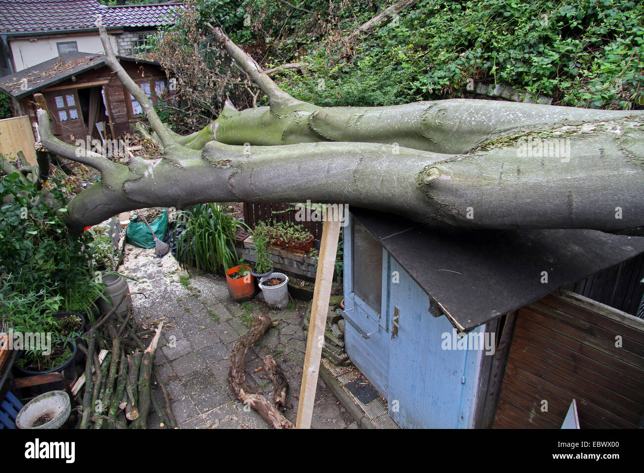 entwurzelte Baum beschädigt einen Garten, Deutschland Stockfoto