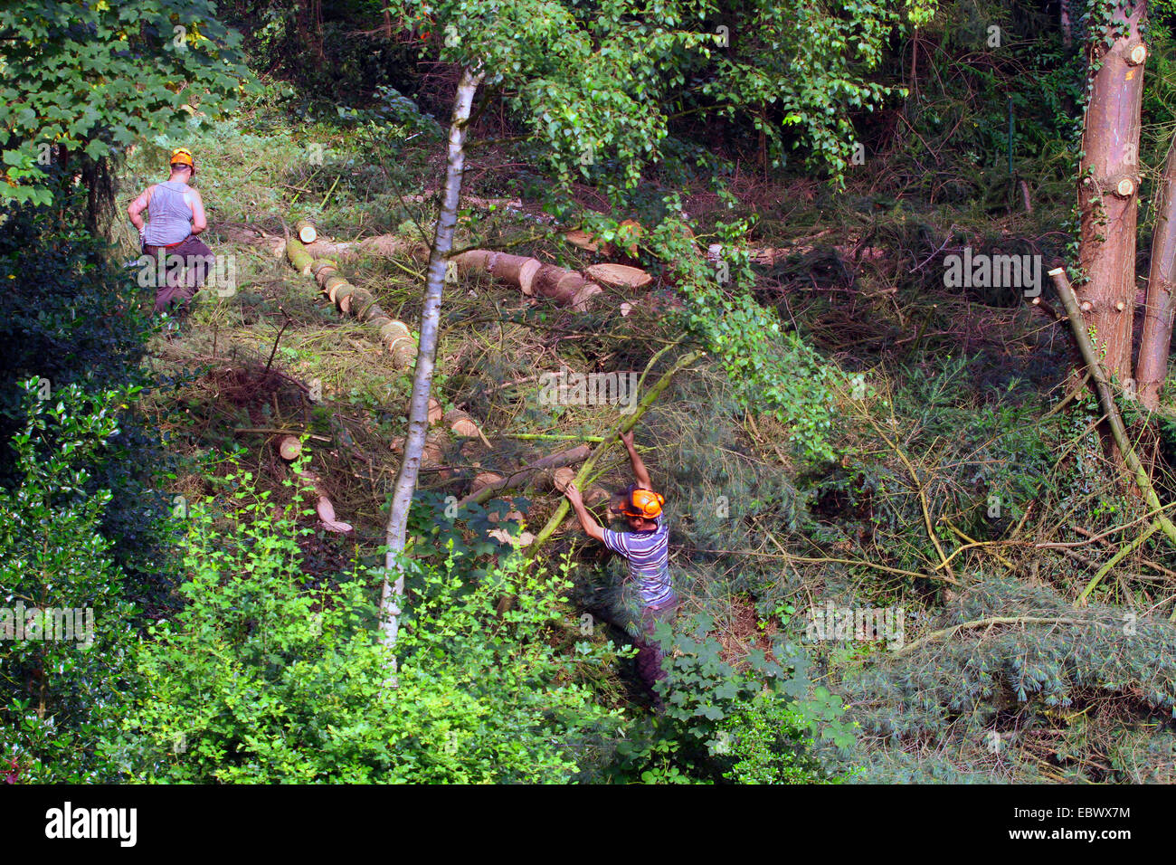 Waldarbeiter Fällen von Bäumen, Deutschland Stockfoto