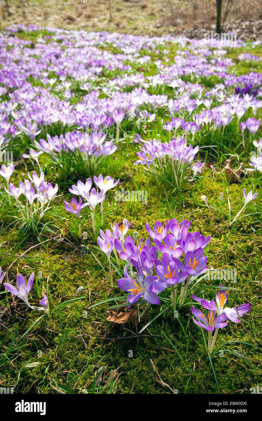 Frühe Krokusse (Crocus Tommasinianus), blühen in einer Wiese, Deutschland Stockfoto