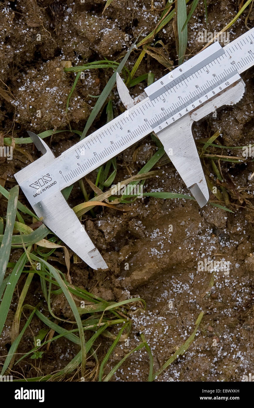 Reh (Capreolus Capreolus), Messung einen HUF track mit einem Callipher, Deutschland Stockfoto