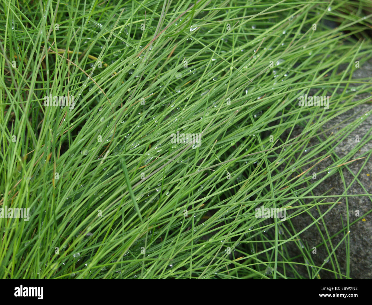 Gräser in Regen Stockfoto