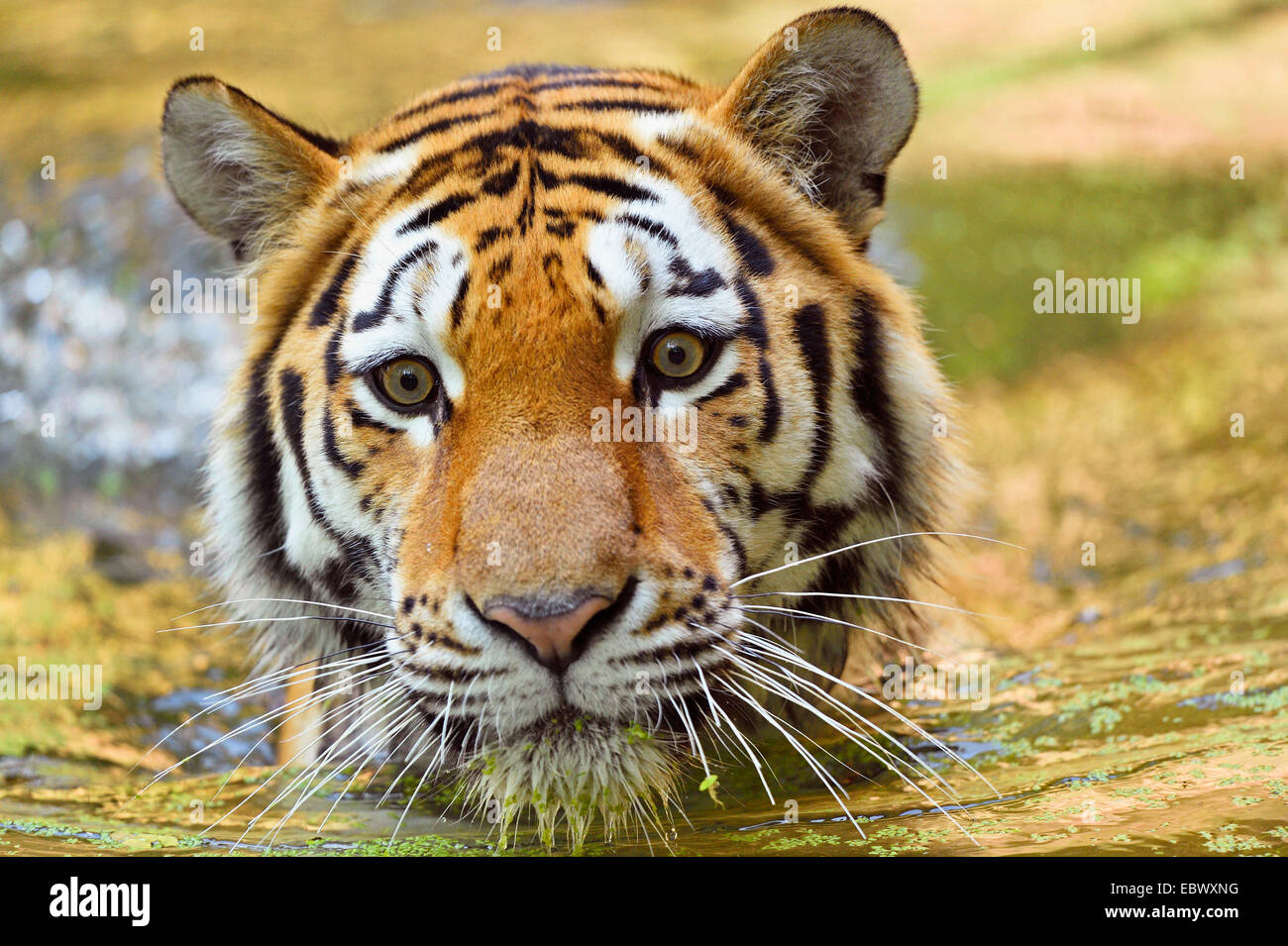 Sibirischer Tiger, Amurian Tiger (Panthera Tigris Altaica), Schwimmen im Wasser, Porträt Stockfoto