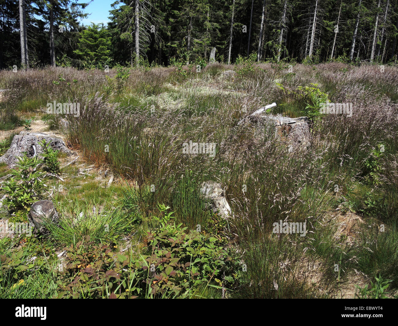 welliges Haar-Rasen, gekräuselte Hairgrass (Deschampsia Flexuosa, Avenella Flexuosa), blühen auf einer Lichtung, Deutschland, Baden-Württemberg Stockfoto