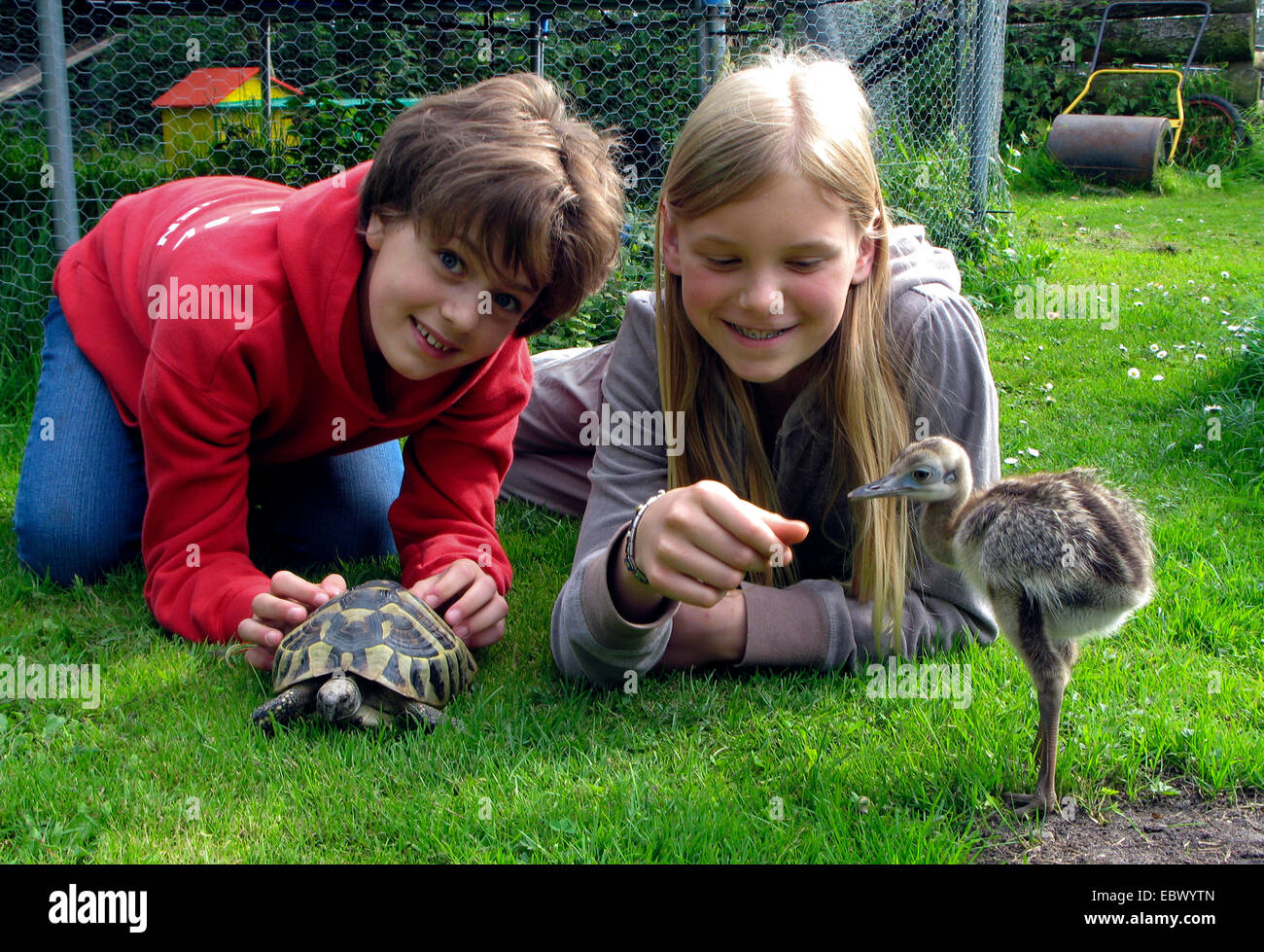 größere Rhea (Rhea Americana), Freundinnen liegen in den Rasen mit Schildkröte Stockfoto