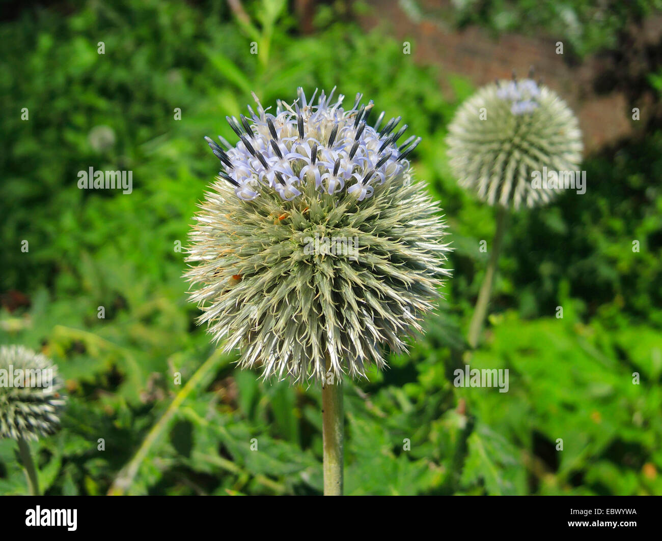 Russische Globe Thistle, großer Globus-Distel (Echinops Exaltatus), blühen, Deutschland Stockfoto