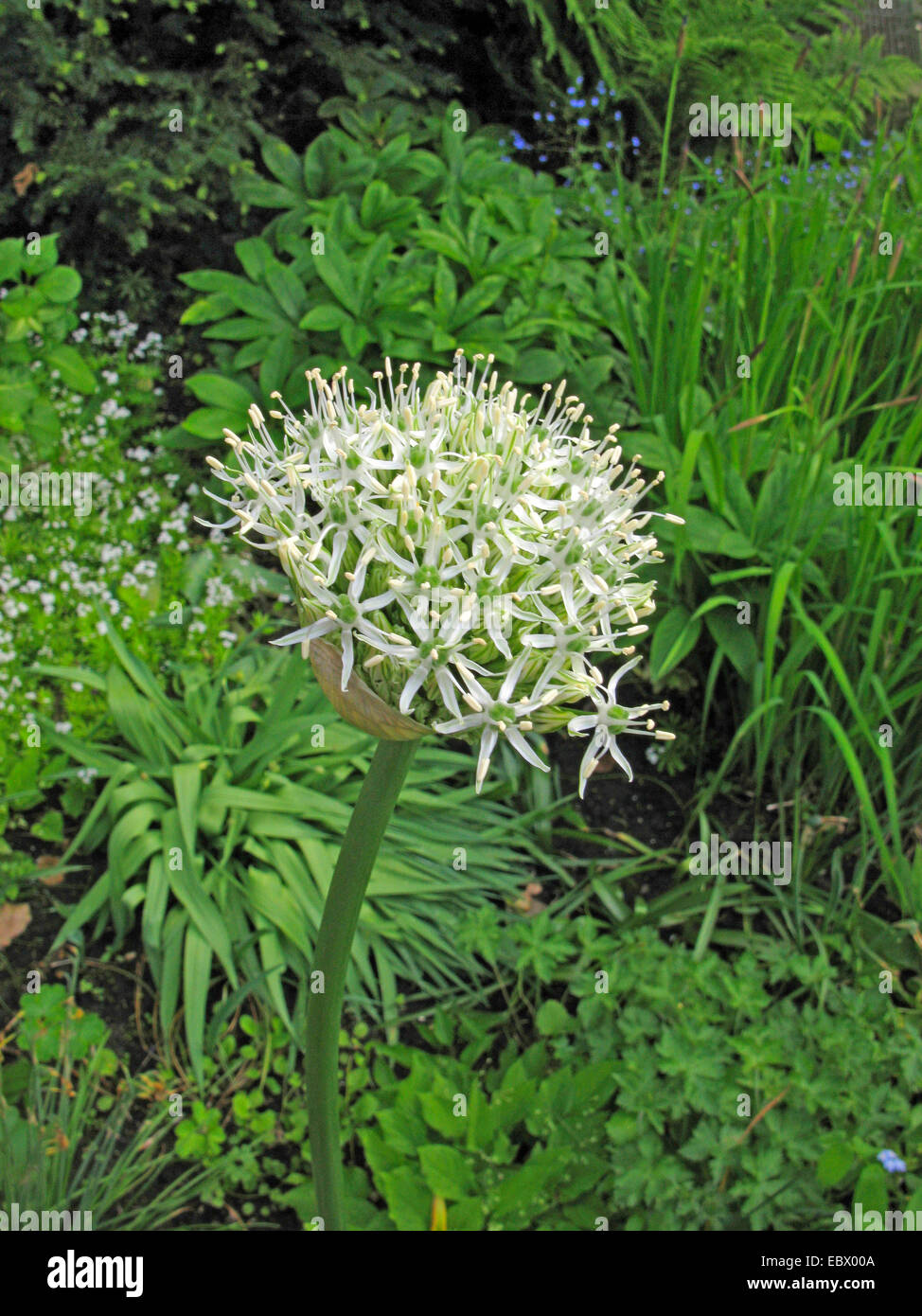 Lauch (Allium "Mount Everest", Allium Mount Everest), Sorte Mount Everest, blühen Stockfoto