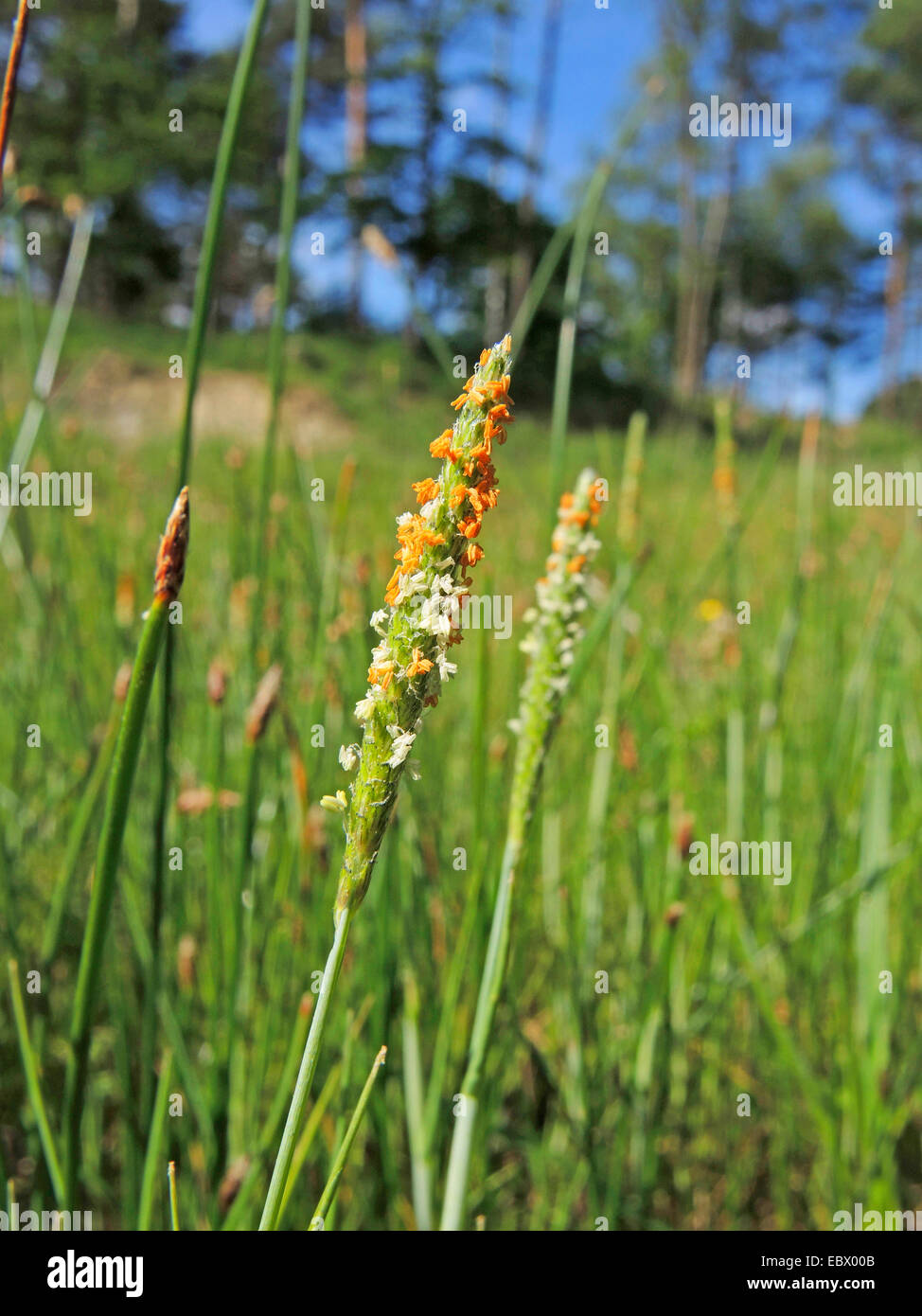 Orange Fuchsschwanz, kurze Granne Fuchsschwanz (Alopecurus Aequalis), blühen, Deutschland, Nordrhein-Westfalen Stockfoto