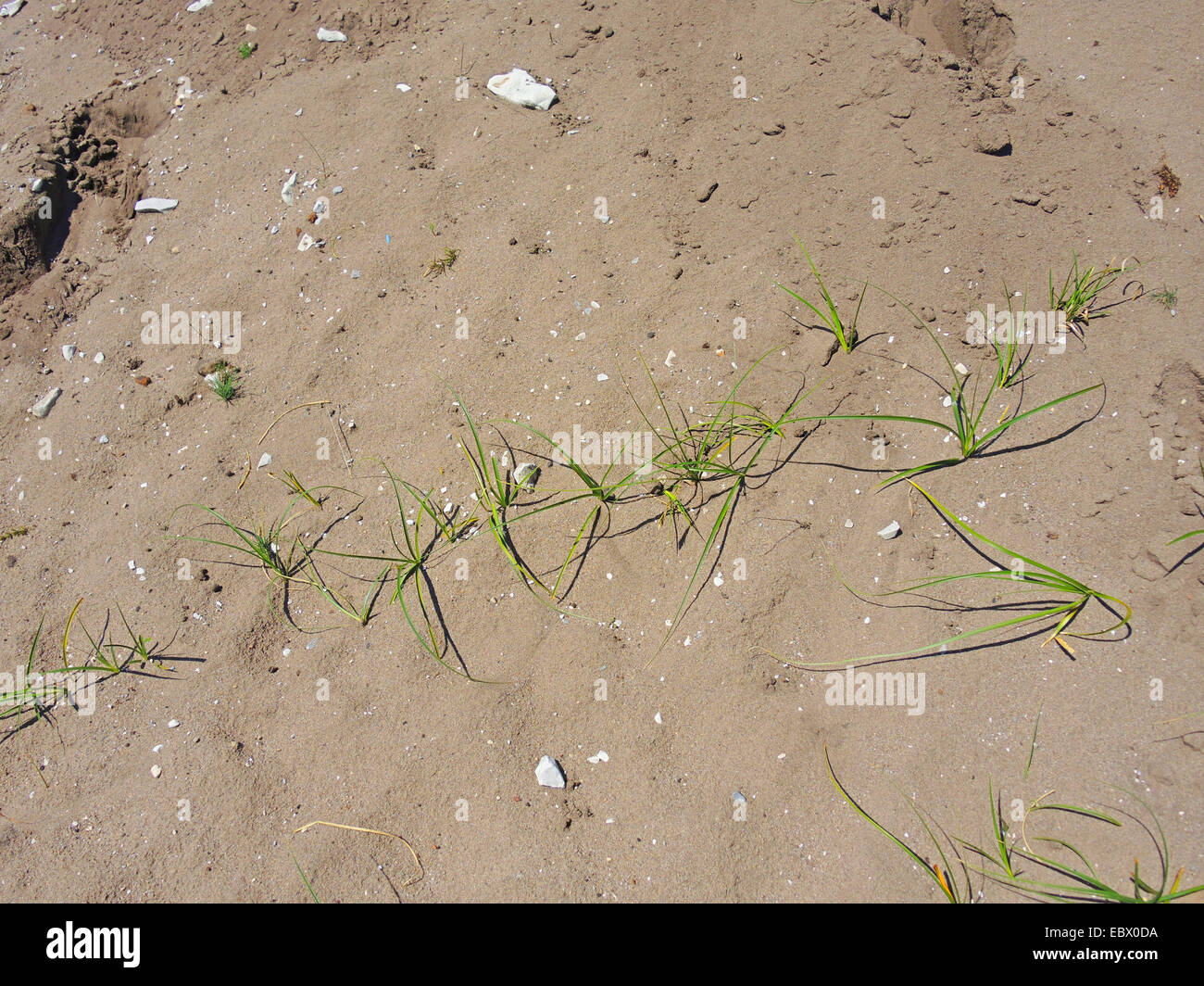 Sand-Segge (Carex Arenaria), mit Stolonen auf einer Düne, Deutschland, Niedersachsen Stockfoto